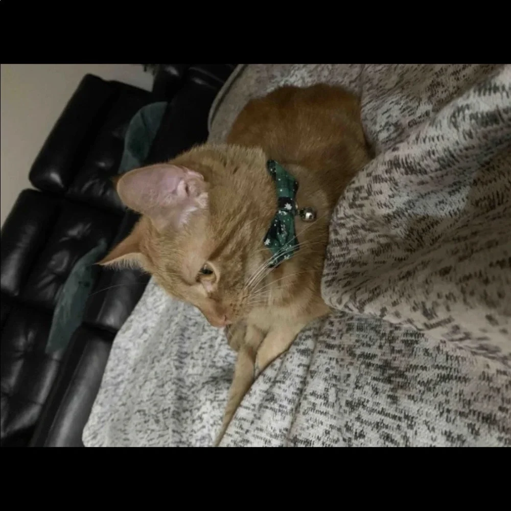 PET COLLAR